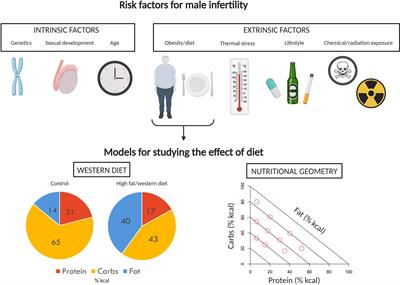 Obesity and Male Reproduction; Placing the Western Diet in Context